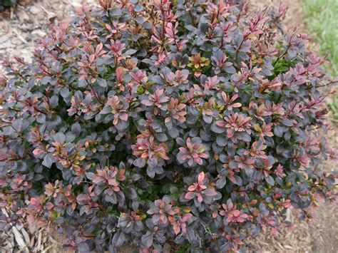 dwarf barberry thornless for sale.